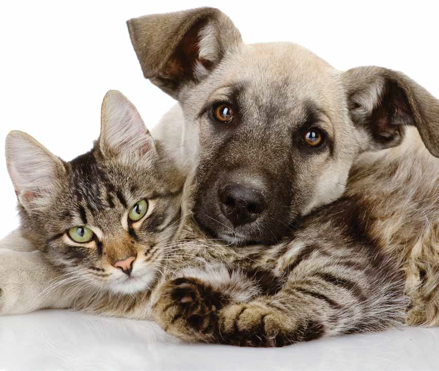 pet cancer forms for treatment